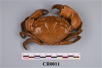 藏品(彈丸魚爪蟹)的圖片